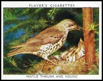 34PWBL 21 Mistle Thrush and Young.jpg